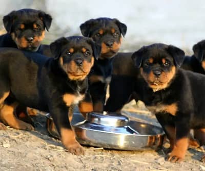 Rottweiler puppies