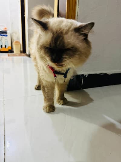 cat for sale