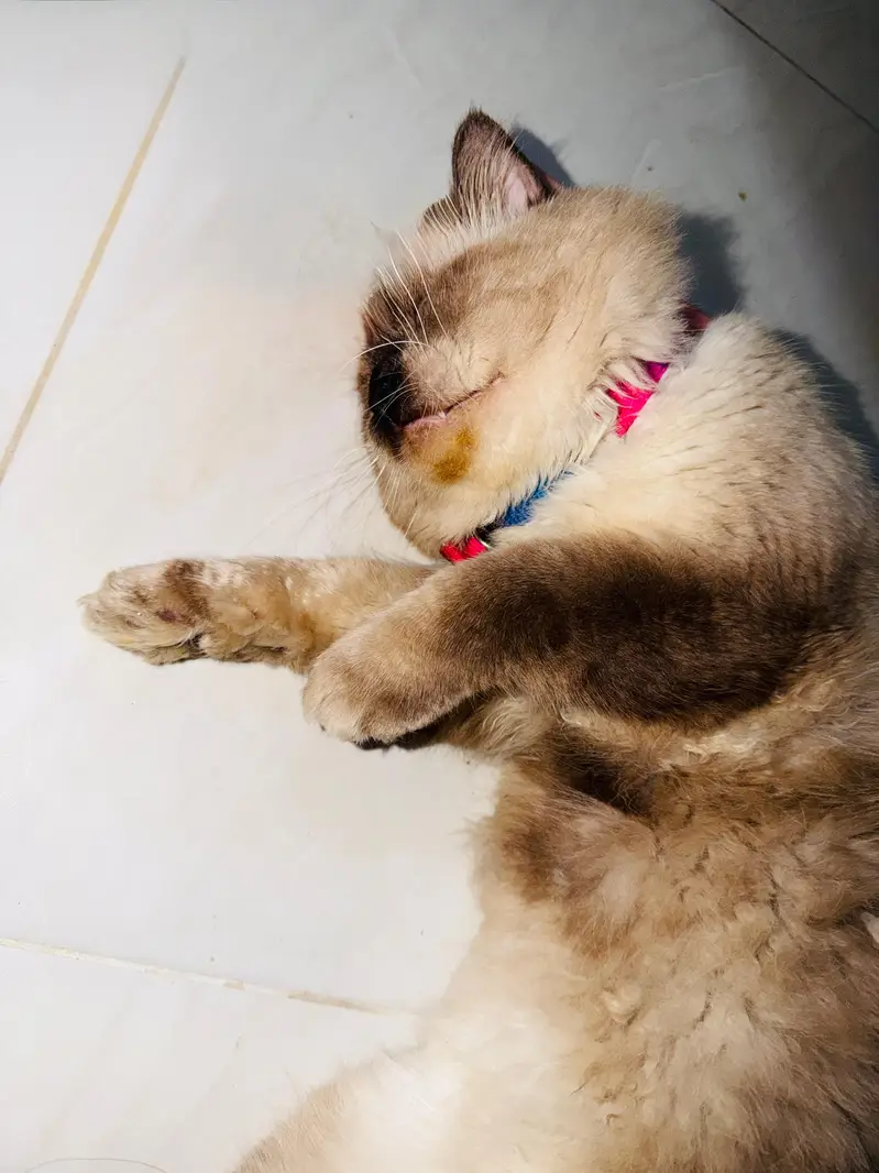cat for sale — photo 2