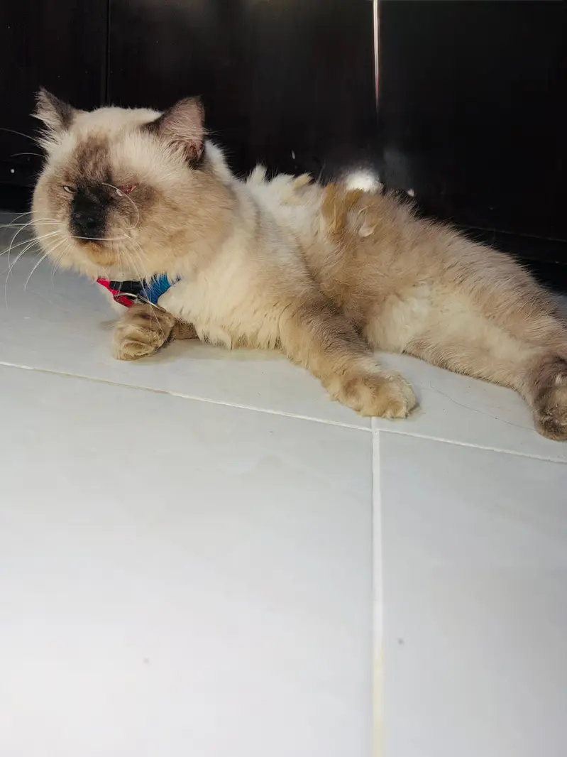 cat for sale — photo 3