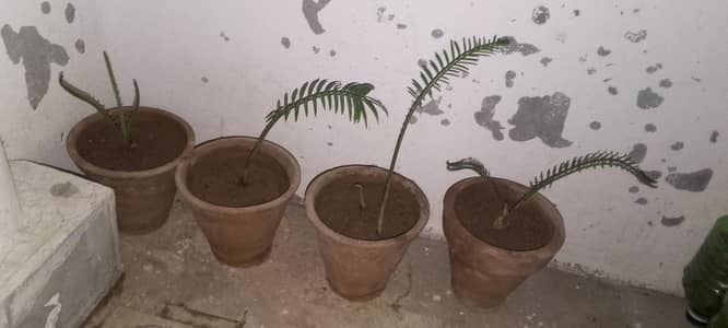 17 sago plant (Kangee palm)