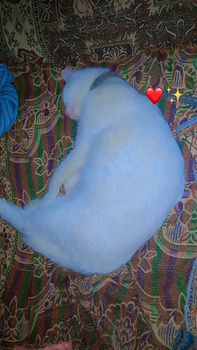 for sale