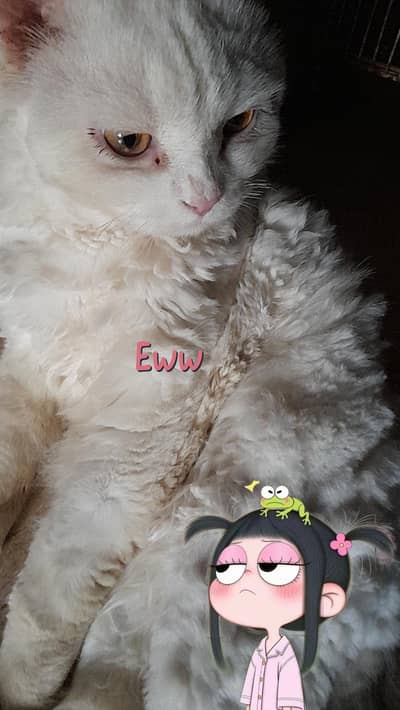 Persian White male cat