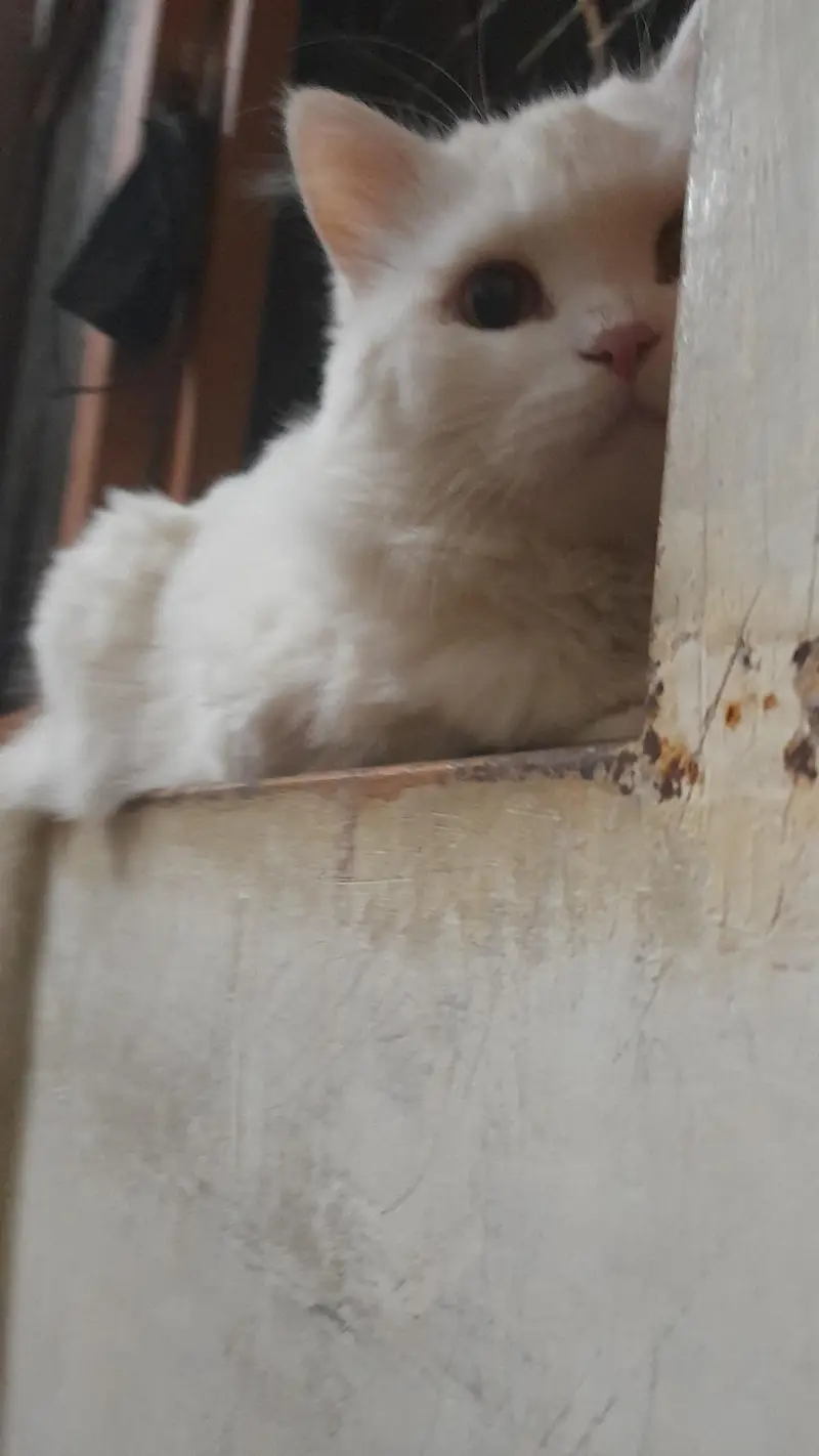 Persian White male cat — photo 2