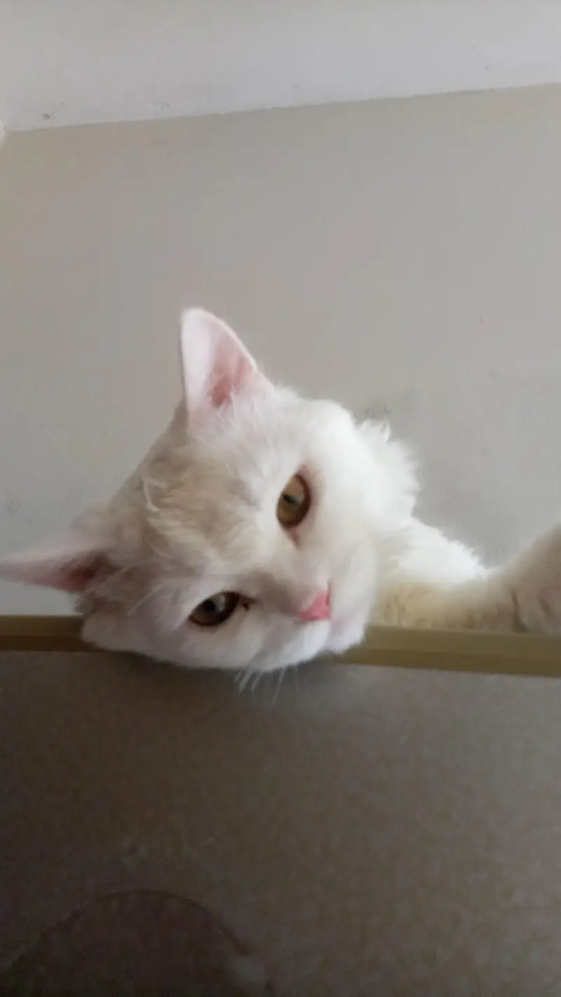 Persian White male cat — photo 3