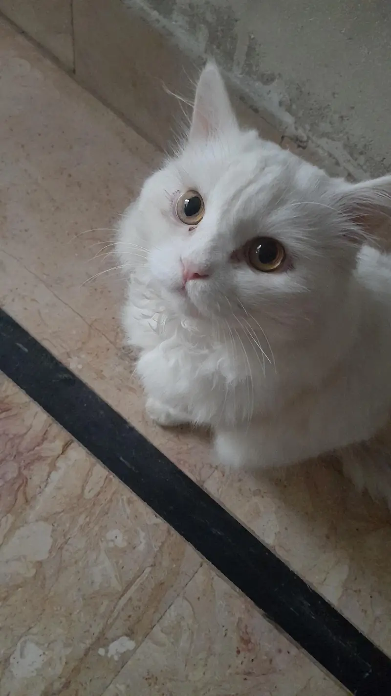 Persian White male cat — photo 4
