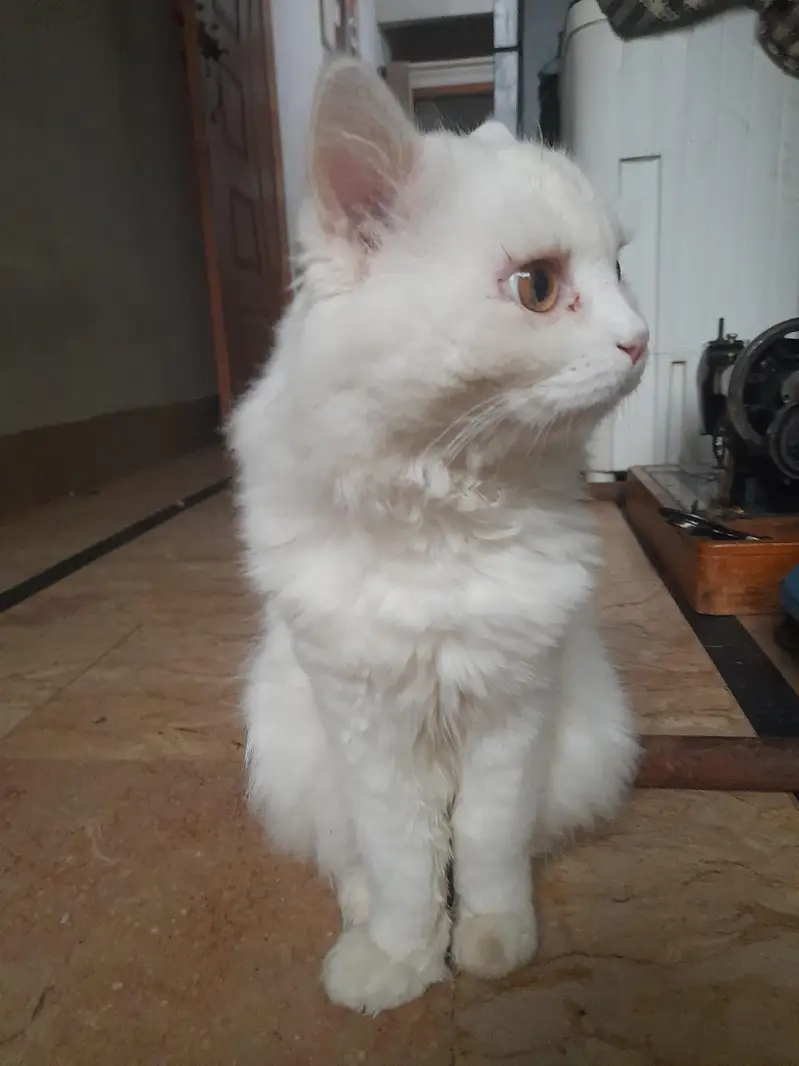 Persian White male cat — photo 8