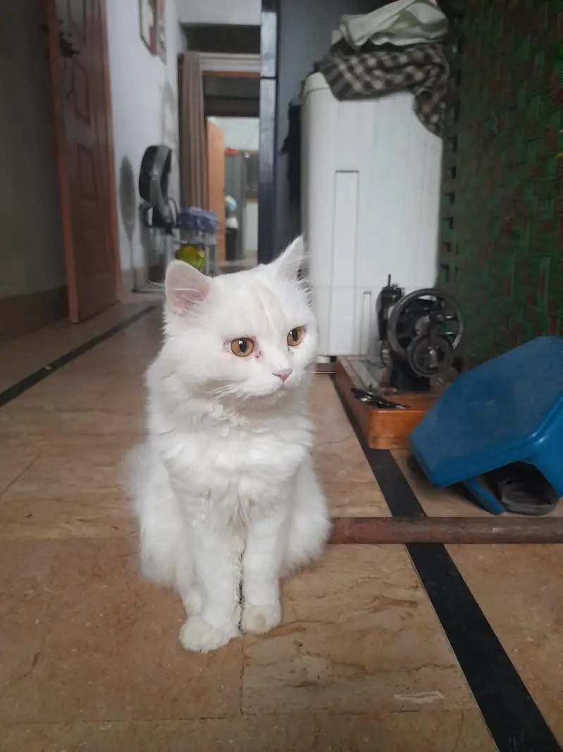 Persian White male cat — photo 9