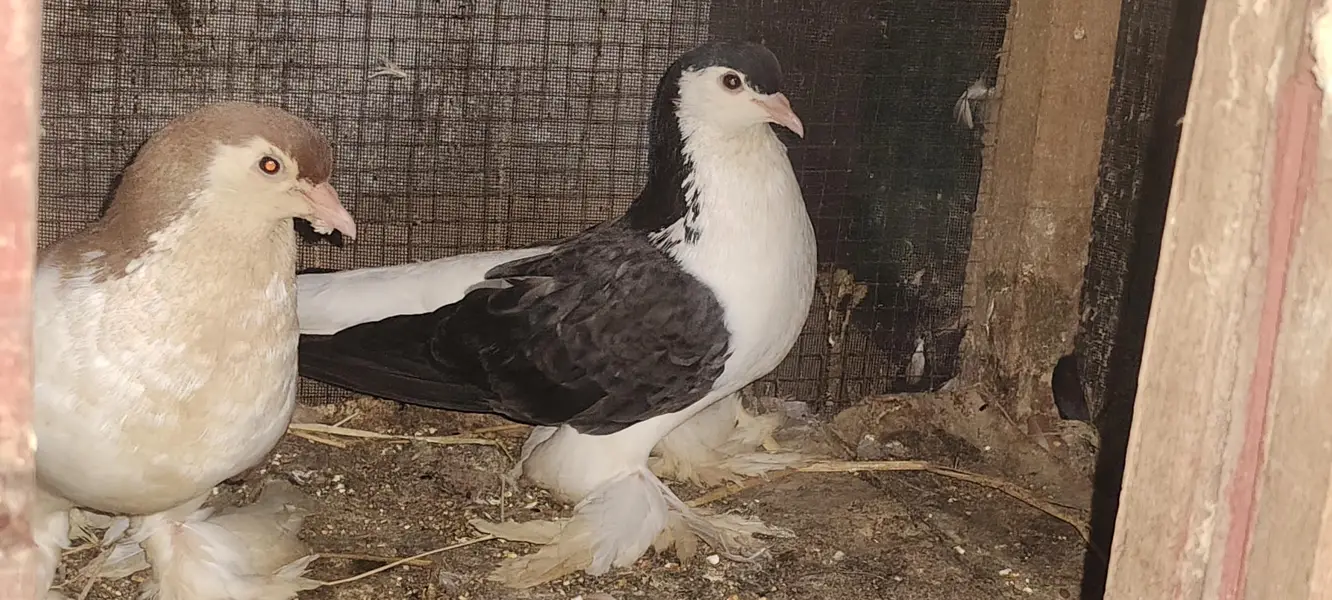 6500 Garman bloodline pair — photo 4