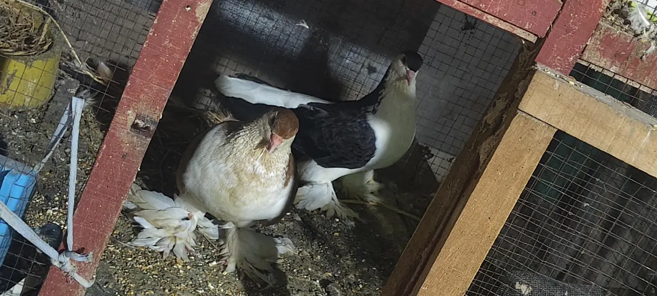 6500 Garman bloodline pair — photo 5
