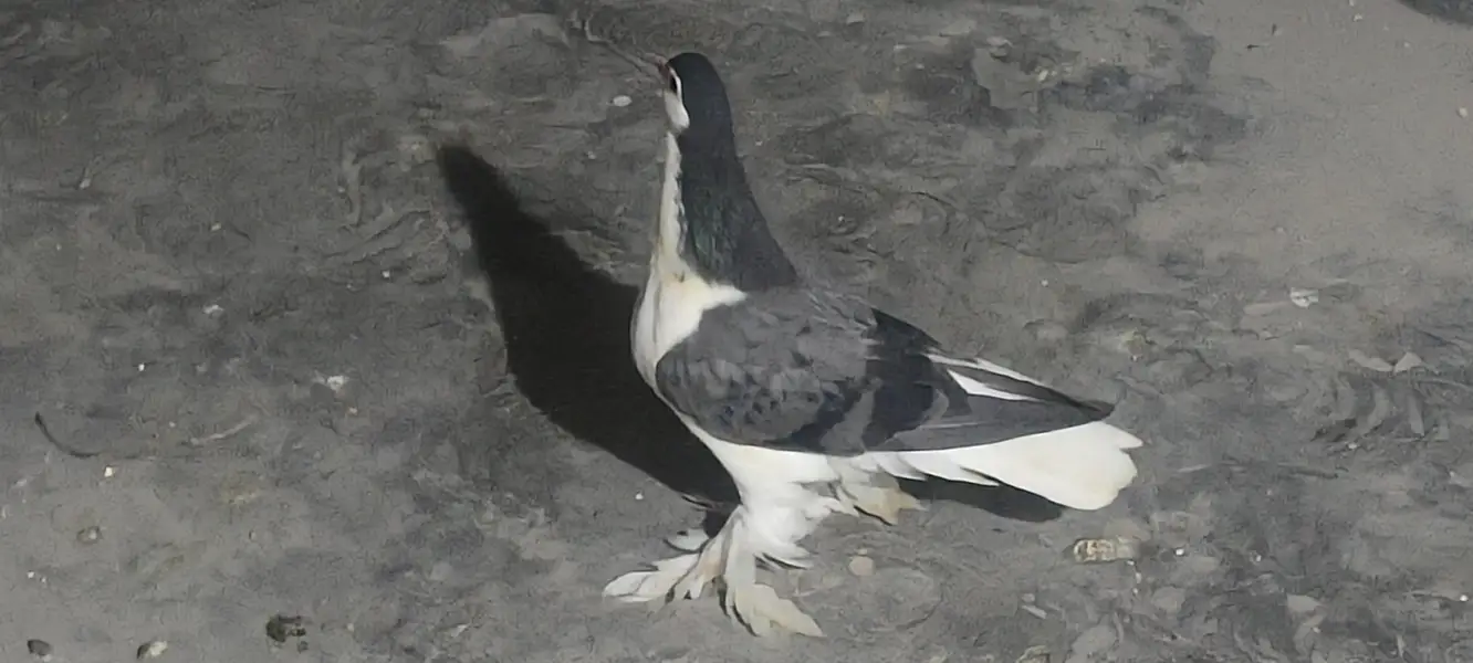 6500 Garman bloodline pair — photo 6