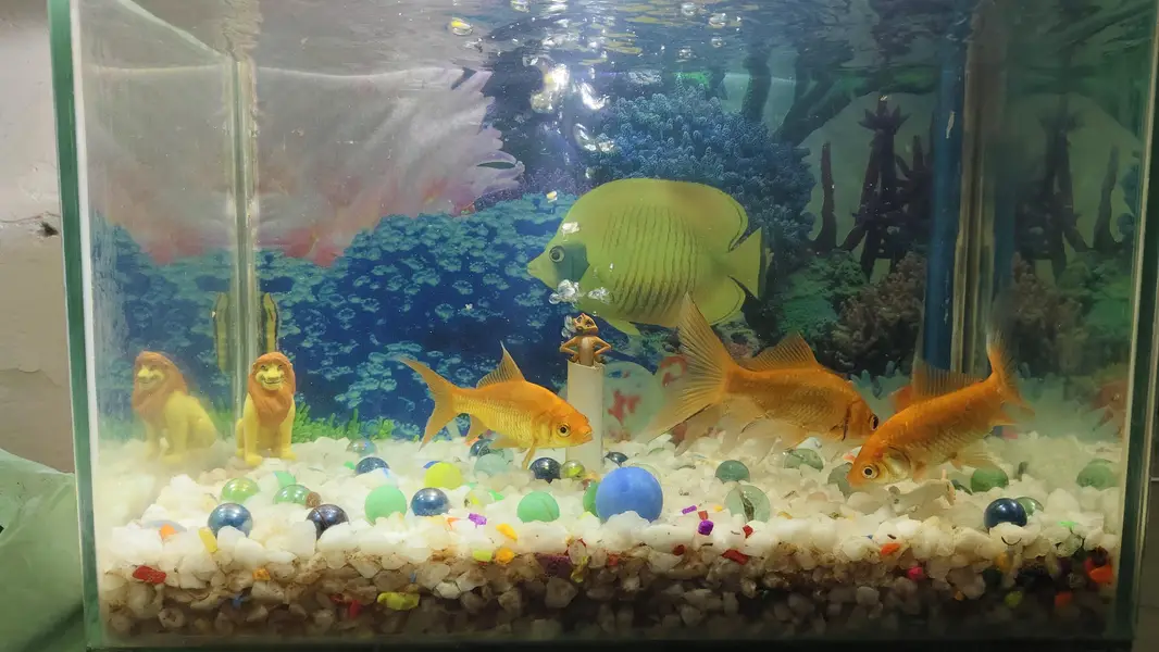 Aquarium & Fishes for Sale — photo 2