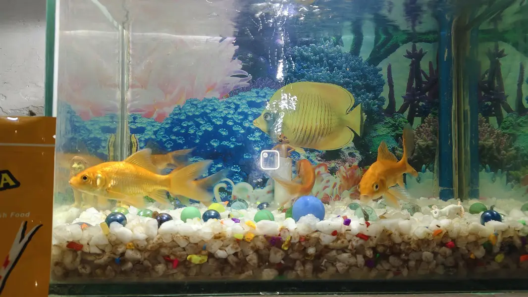 Aquarium & Fishes for Sale — photo 3
