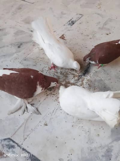 one sherazi male and two lakay for sale