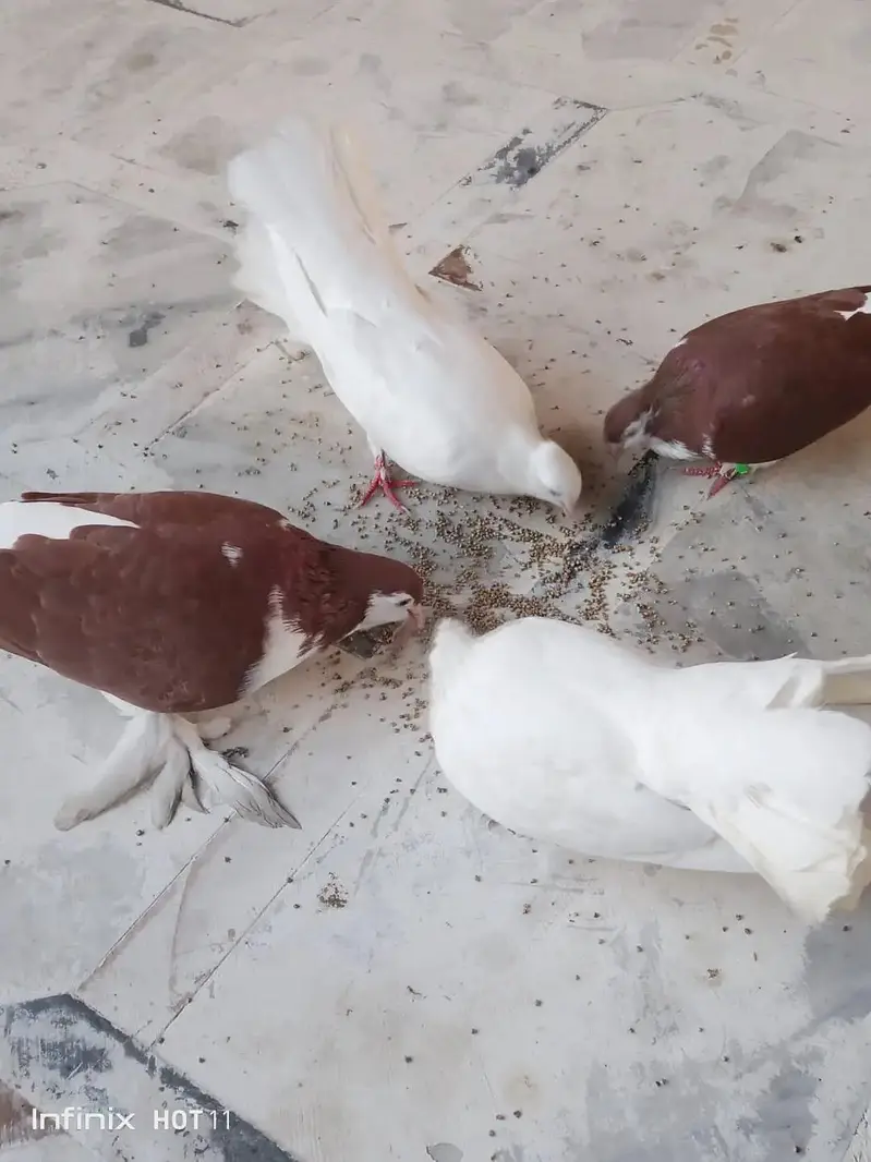 one sherazi male and two lakay for sale