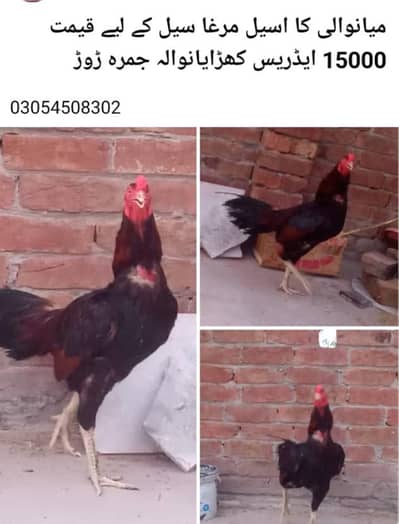 میانوالی کا اصیل مرغا  سیل 03054508302   ر