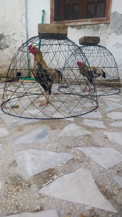 Aseel for sale 50k both