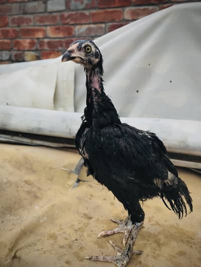 parmoz breed high quality mein chicks Hain. 03074327731.