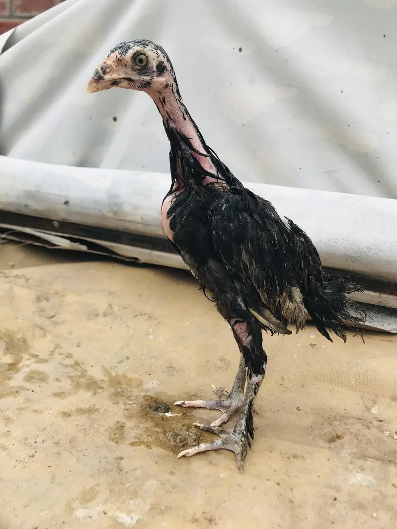 parmoz breed high quality mein chicks Hain. 03074327731. — photo 2