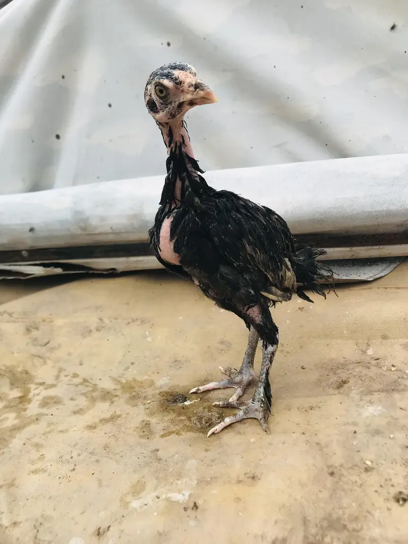parmoz breed high quality mein chicks Hain. 03074327731. — photo 4