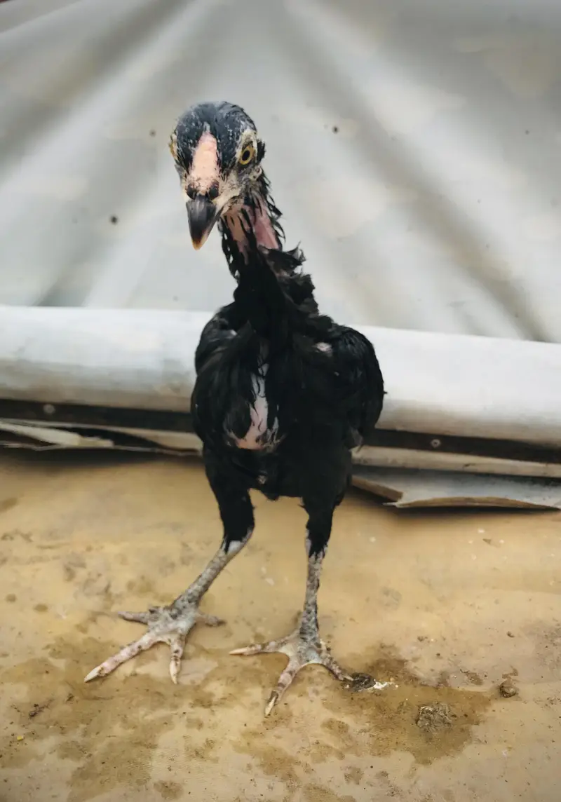 parmoz breed high quality mein chicks Hain. 03074327731. — photo 5