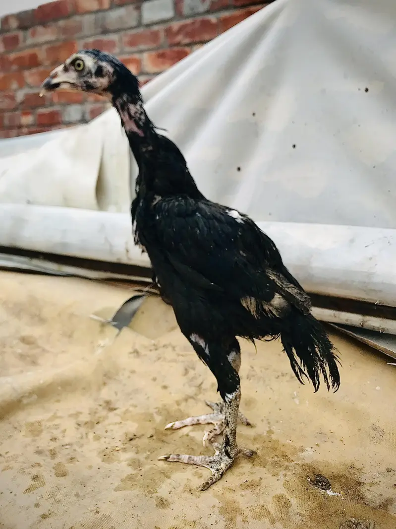 parmoz breed high quality mein chicks Hain. 03074327731. — photo 7