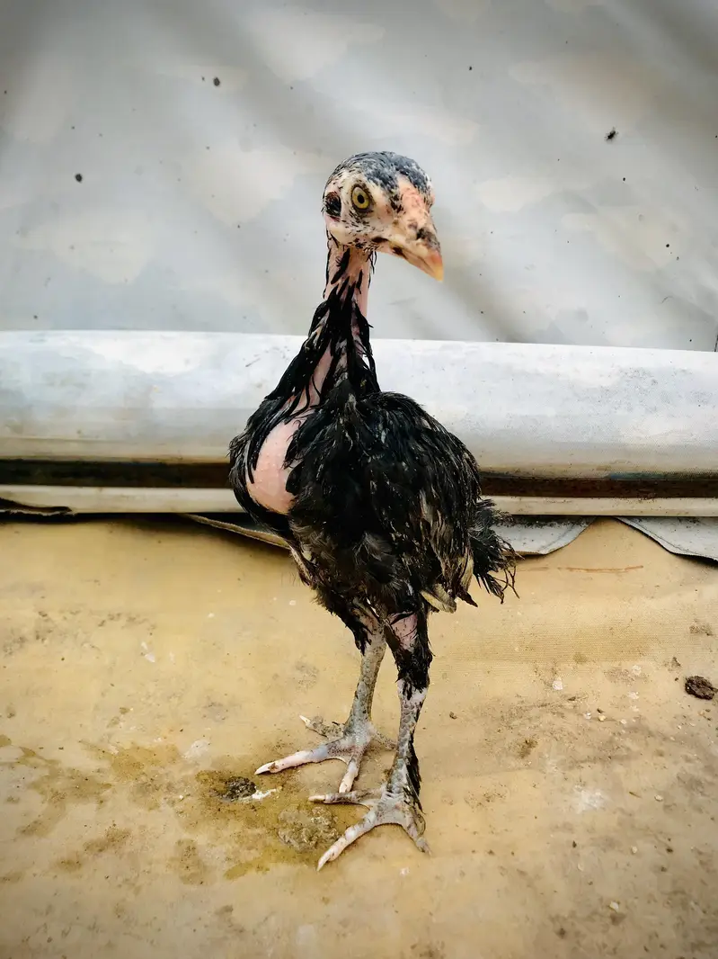 parmoz breed high quality mein chicks Hain. 03074327731. — photo 8