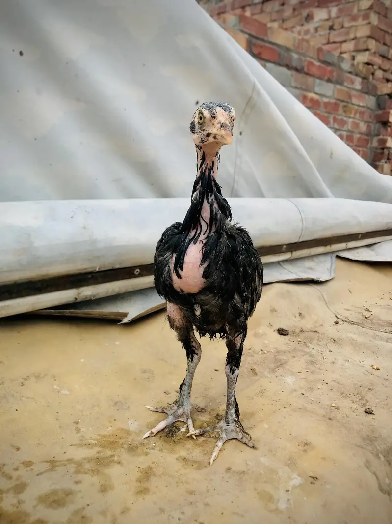 parmoz breed high quality mein chicks Hain. 03074327731. — photo 9