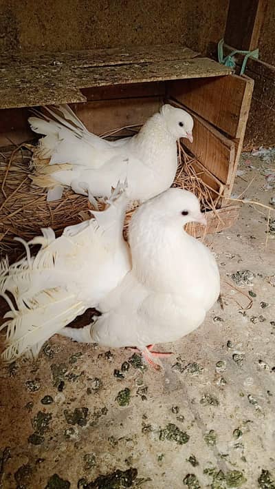 lakha pair 3000