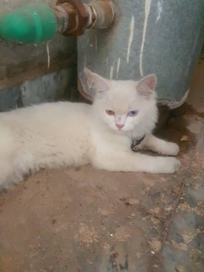 2colours eyes cat. betful cats  ma add hai turkis cat call 03004644789