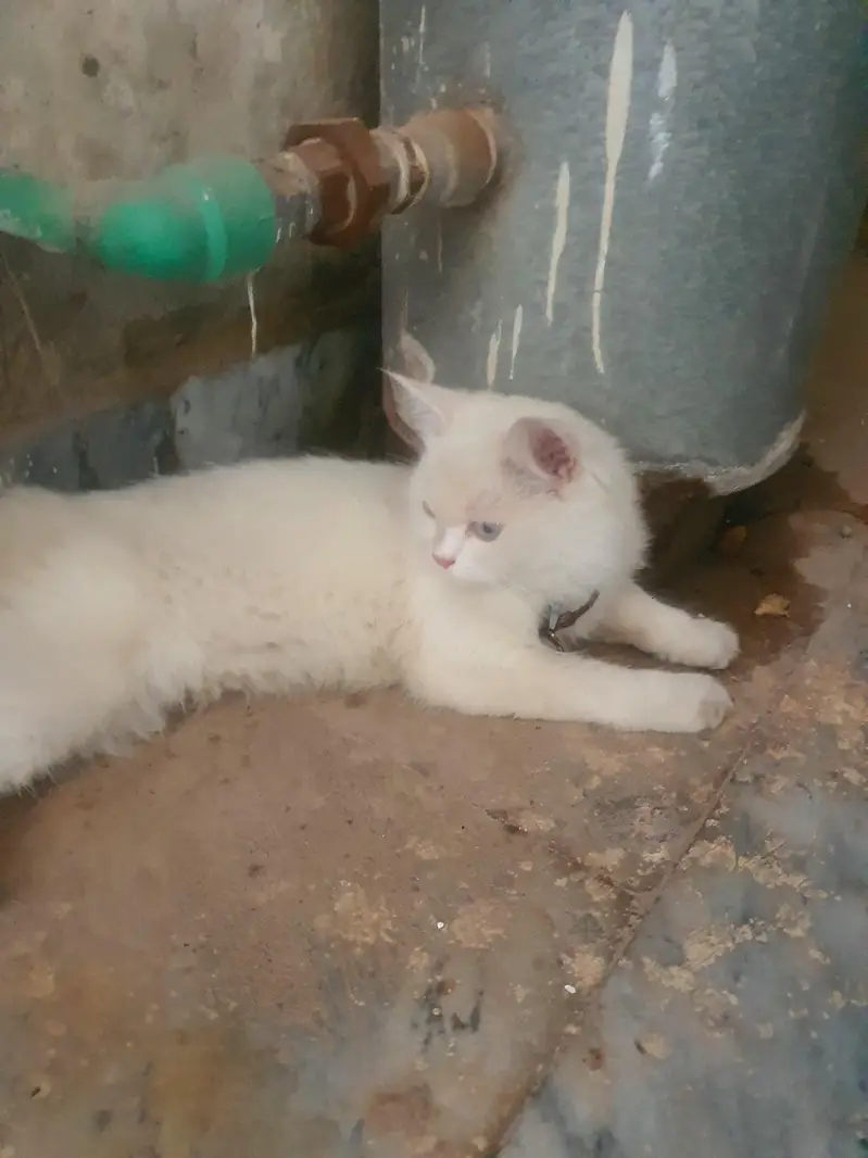 2colours eyes cat. betful cats  ma add hai turkis cat call 03004644789 — photo 2