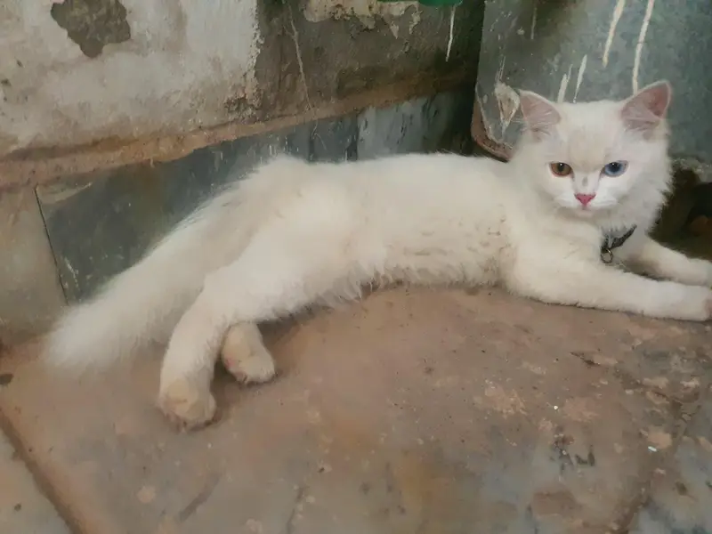 2colours eyes cat. betful cats  ma add hai turkis cat call 03004644789 — photo 3