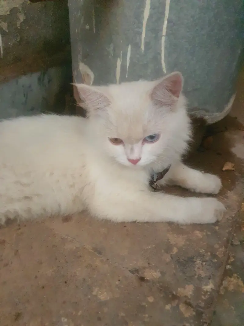 2colours eyes cat. betful cats  ma add hai turkis cat call 03004644789 — photo 4