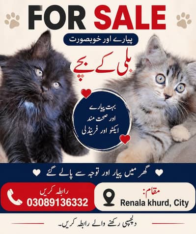 Two cats