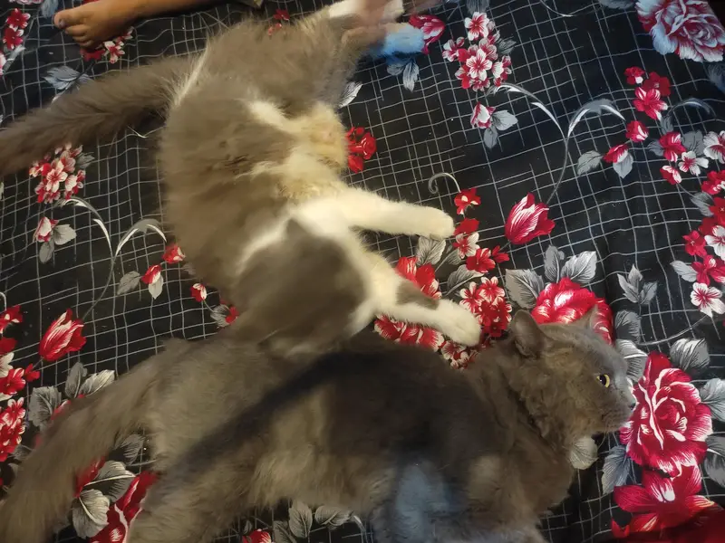 Beautiful Fluffy Cat Pair — photo 2