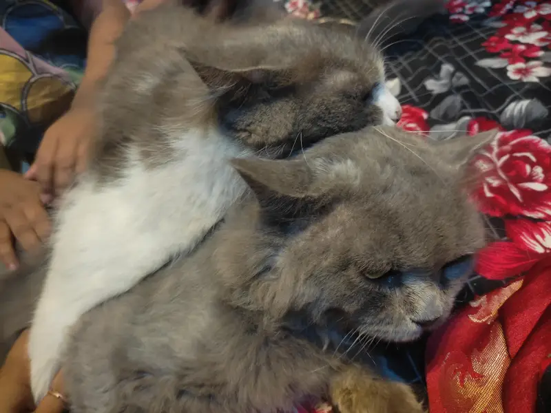 Beautiful Fluffy Cat Pair — photo 3