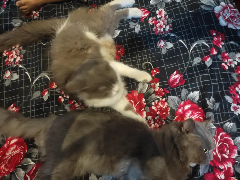 Beautiful Fluffy Cat Pair — photo 4