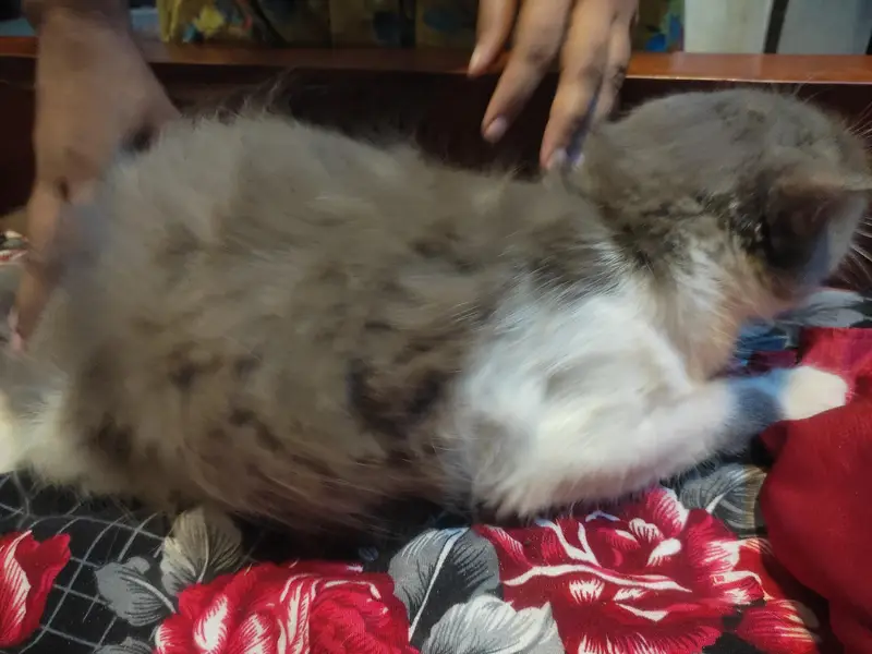 Beautiful Fluffy Cat Pair — photo 5