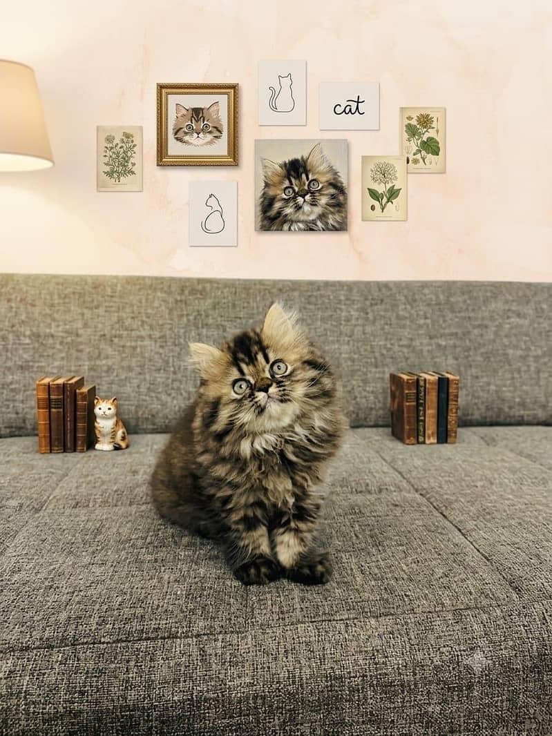 Persian cat 0