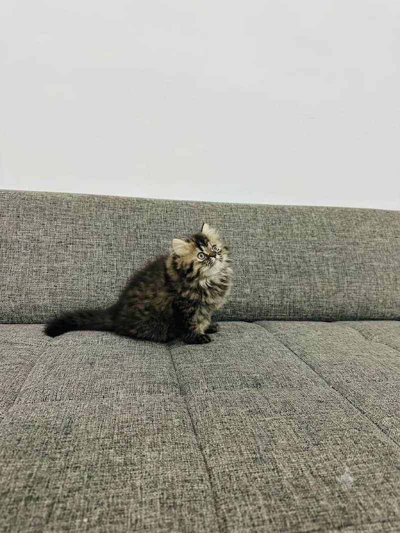 Persian cat 1