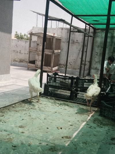 2 White Shamo Female Hens for Sale – Healthy & Active