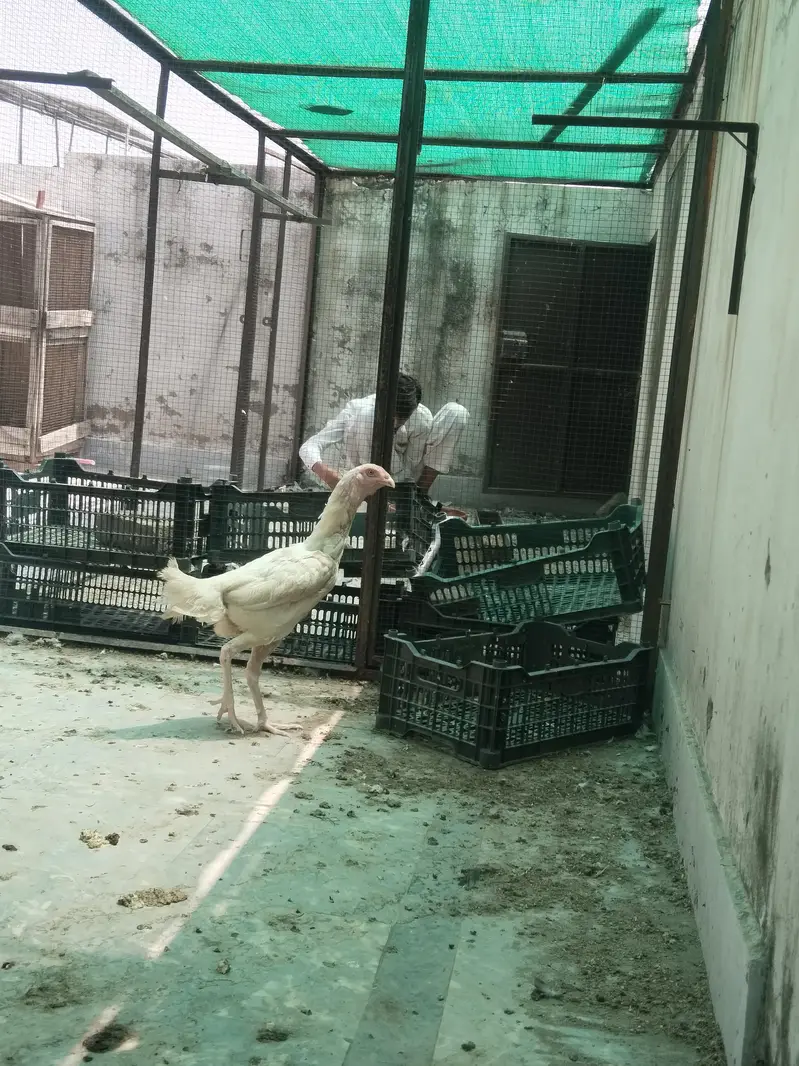 2 White Shamo Female Hens for Sale – Healthy & Active — photo 2