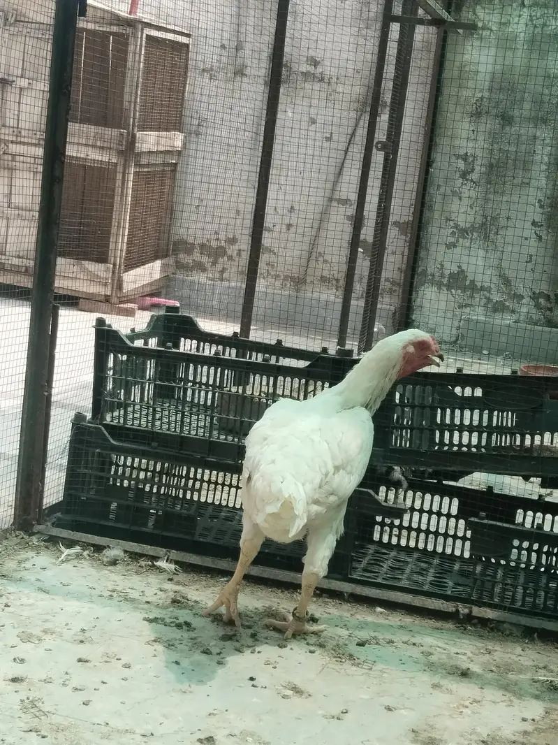 2 White Shamo Female Hens for Sale – Healthy & Active — photo 3