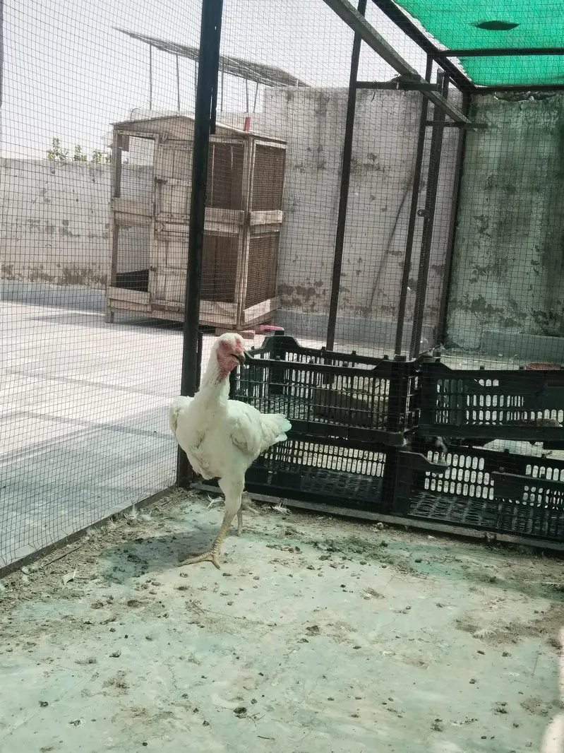 2 White Shamo Female Hens for Sale – Healthy & Active — photo 4