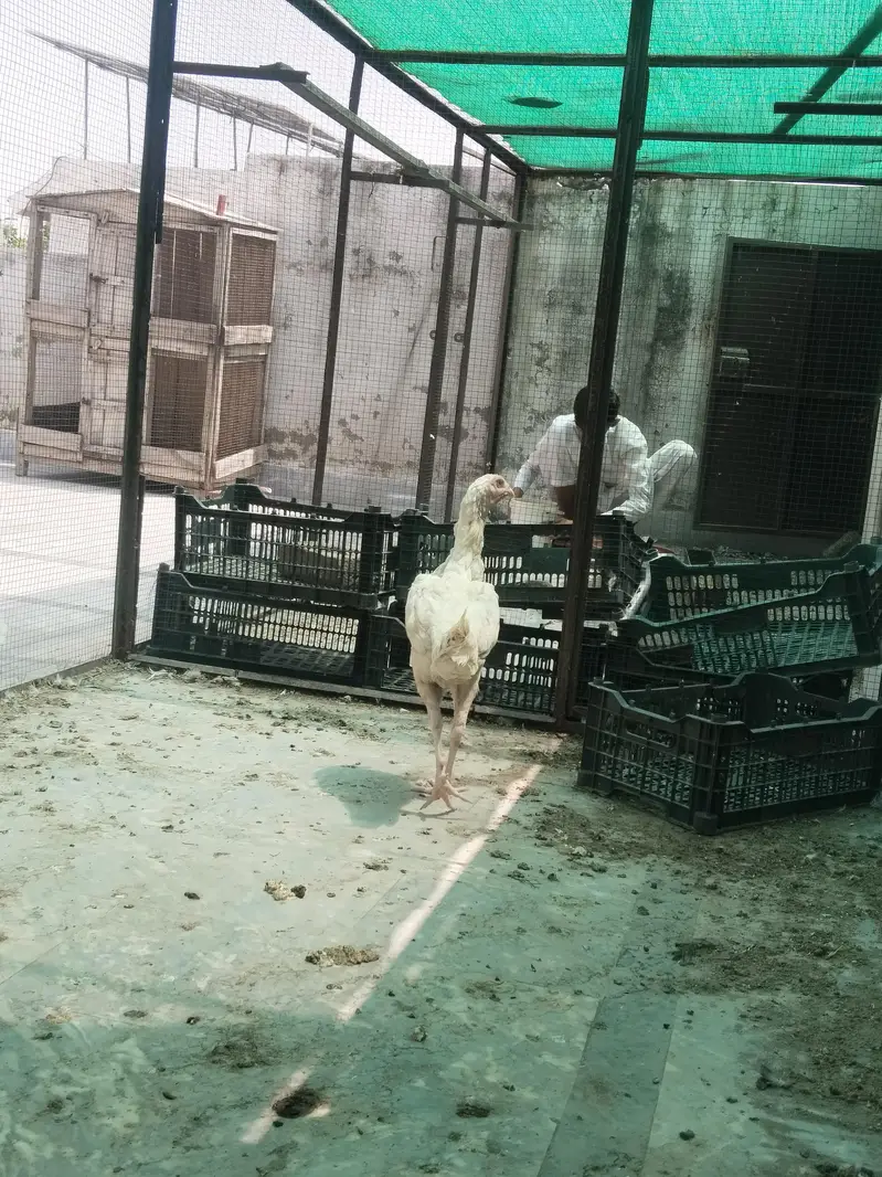 2 White Shamo Female Hens for Sale – Healthy & Active — photo 5