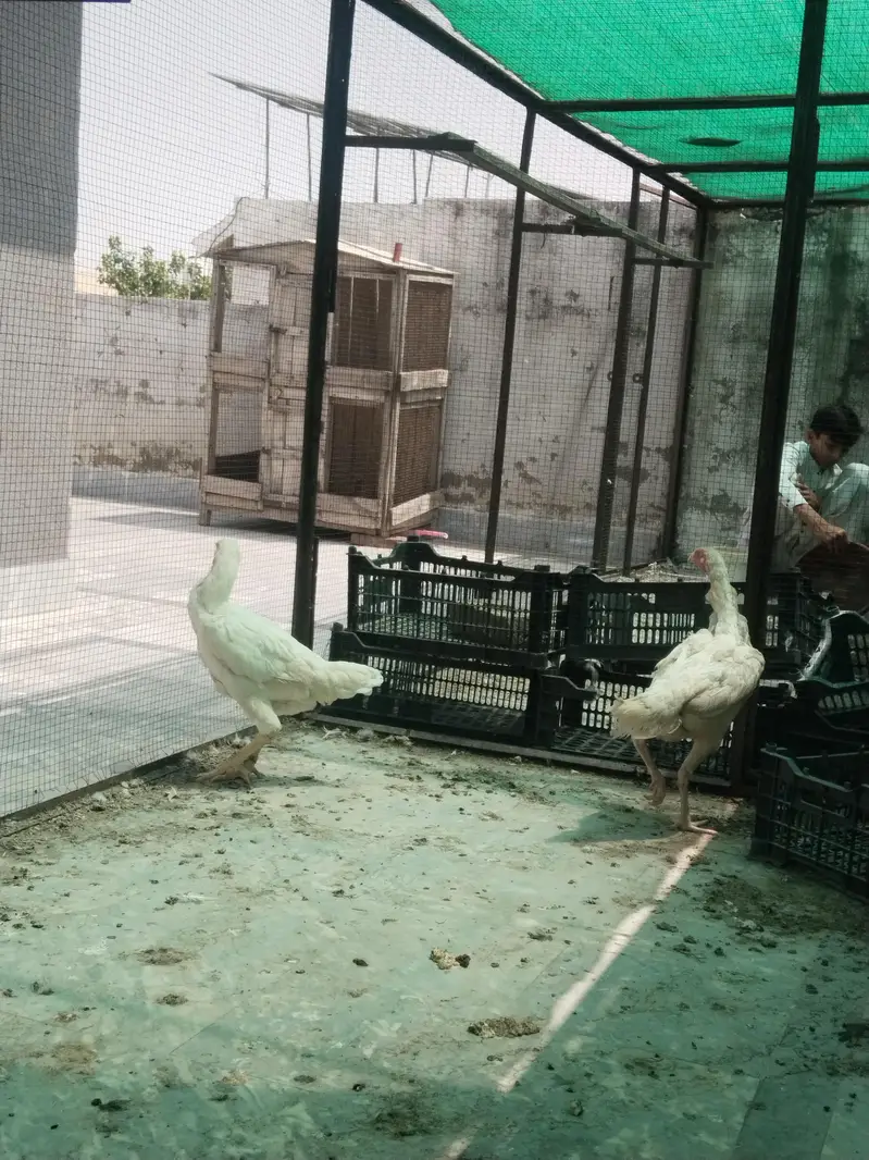 2 White Shamo Female Hens for Sale – Healthy & Active — photo 7