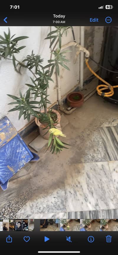 Budgies