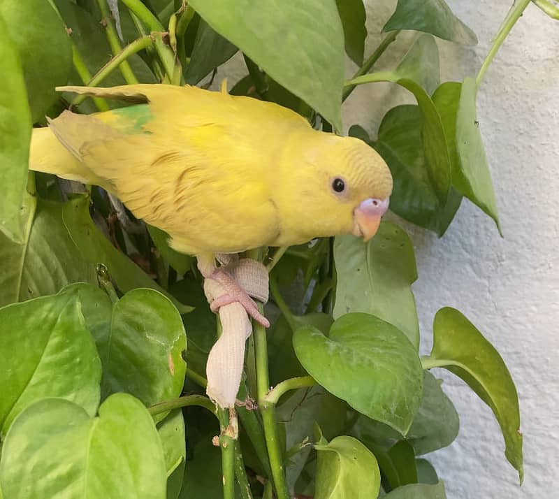 Budgies 1