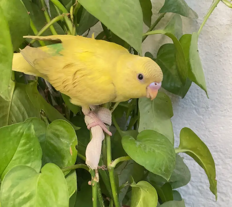 Budgies — photo 2