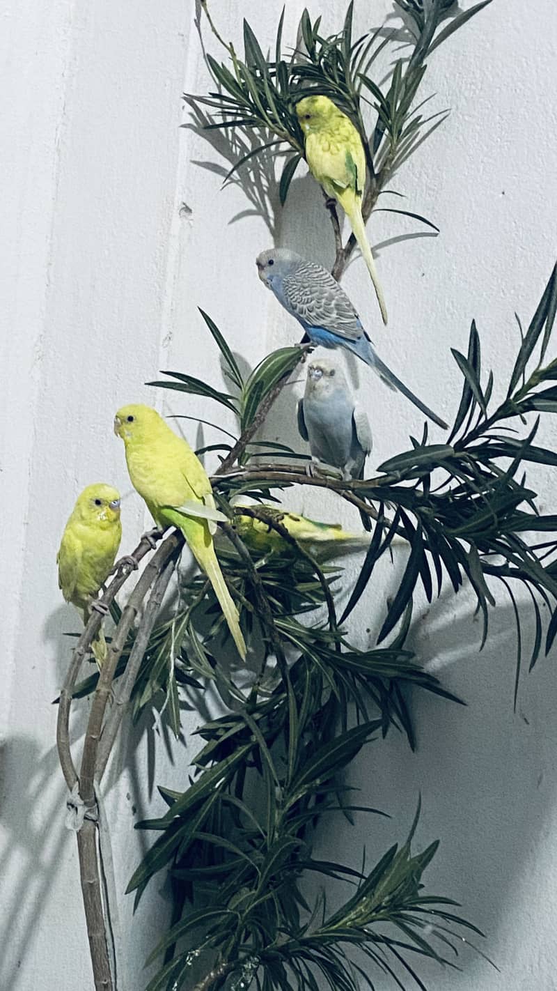 Budgies 2